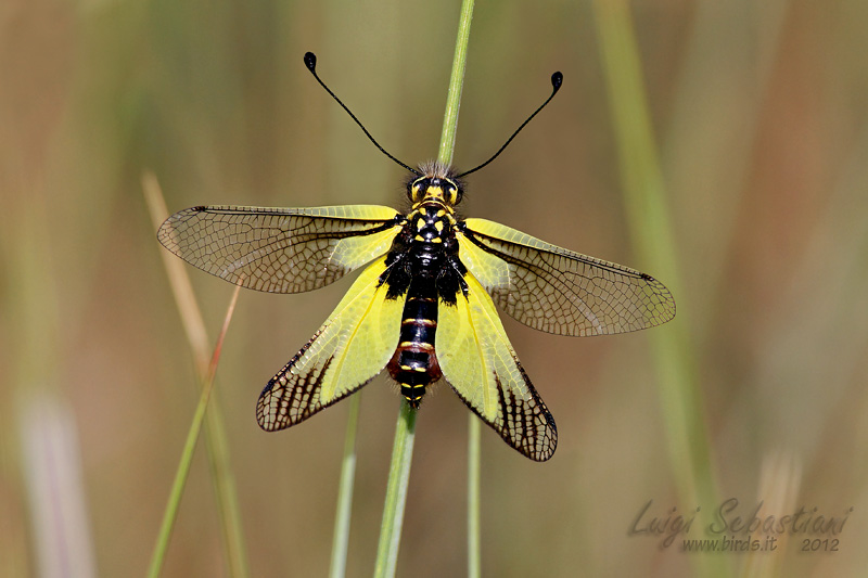 Libelloides latinus